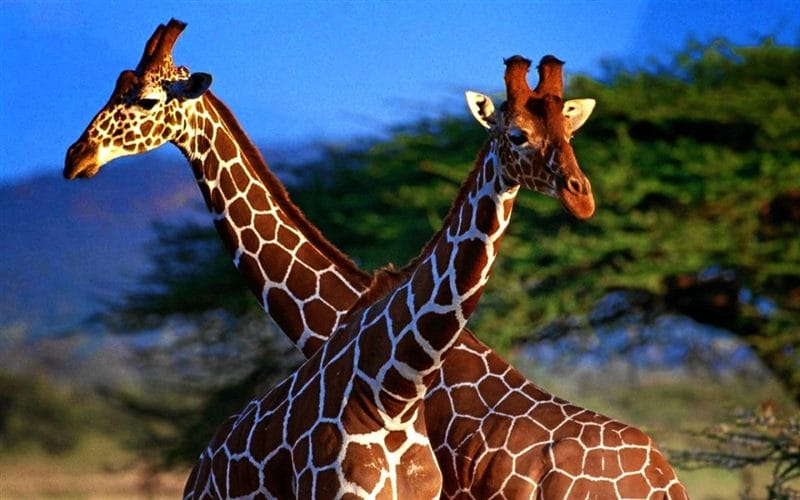 Жирафы - красивые картинки (100 фото) #60