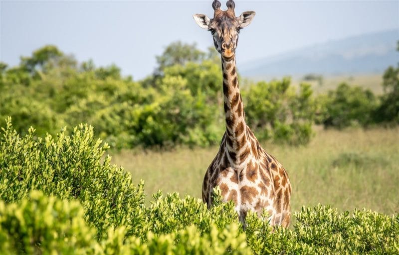 Жирафы - красивые картинки (100 фото) #53