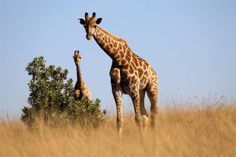 Жирафы - красивые картинки (100 фото) #81