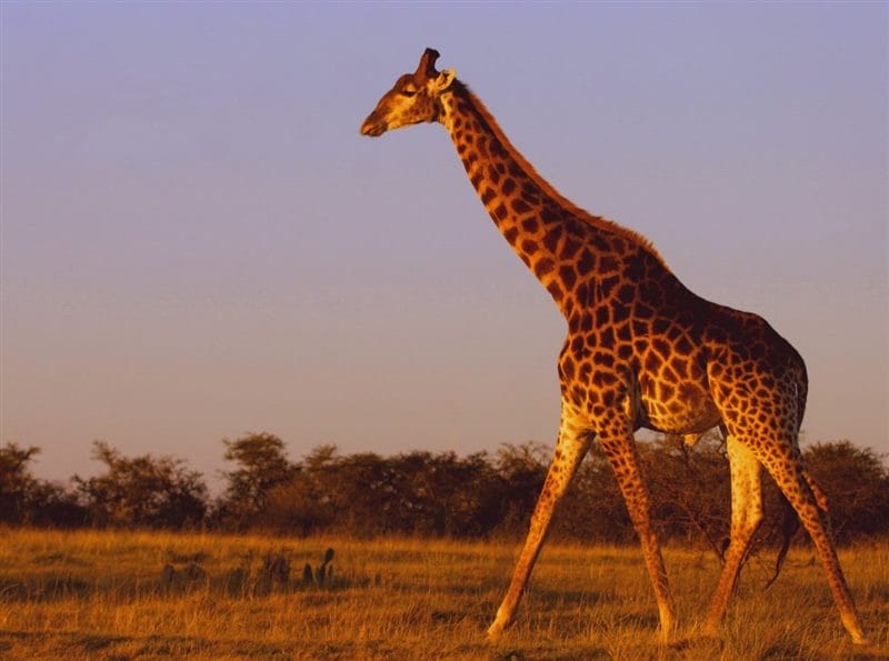 Жирафы - красивые картинки (100 фото) #77