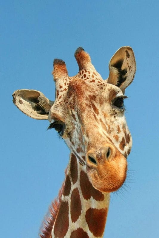 Жирафы - красивые картинки (100 фото) #83
