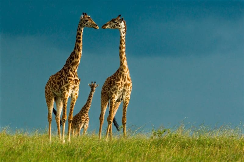 Жирафы - красивые картинки (100 фото) #69