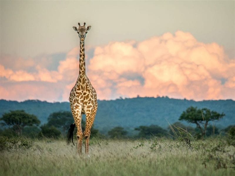 Жирафы - красивые картинки (100 фото) #82