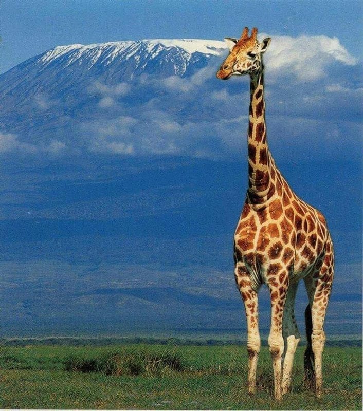 Жирафы - красивые картинки (100 фото) #55