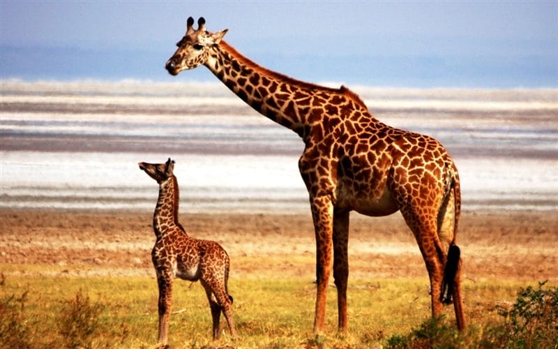 Жирафы - красивые картинки (100 фото) #57