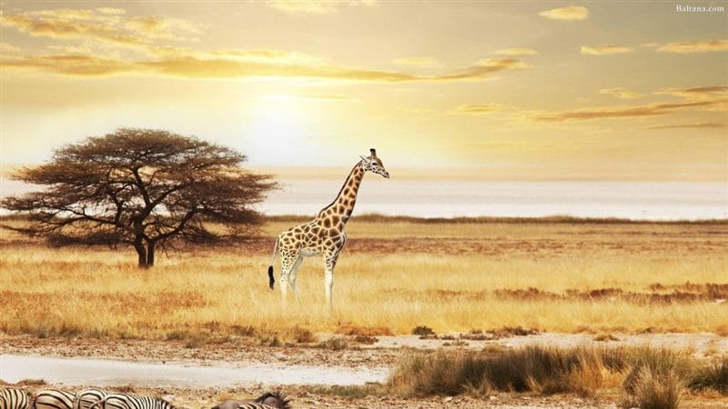 Жирафы - красивые картинки (100 фото) #61