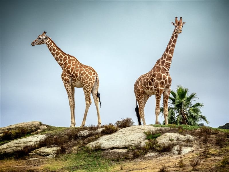 Жирафы - красивые картинки (100 фото) #43