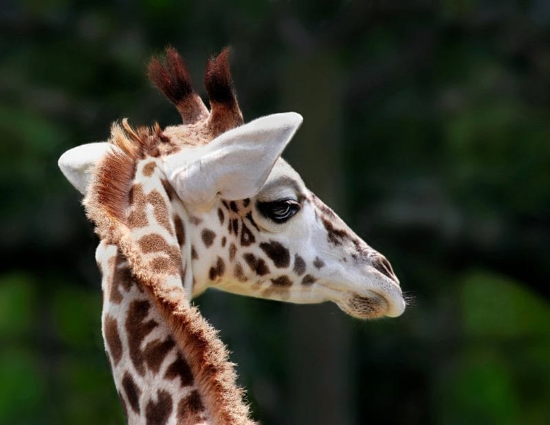 Жирафы - красивые картинки (100 фото) #76