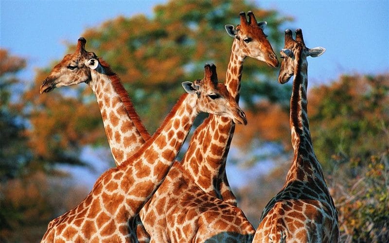 Жирафы - красивые картинки (100 фото) #41