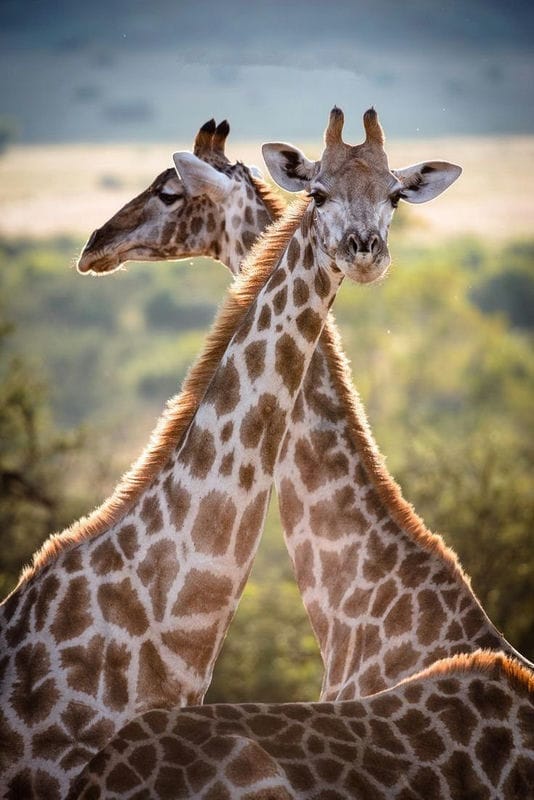 Жирафы - красивые картинки (100 фото) #75