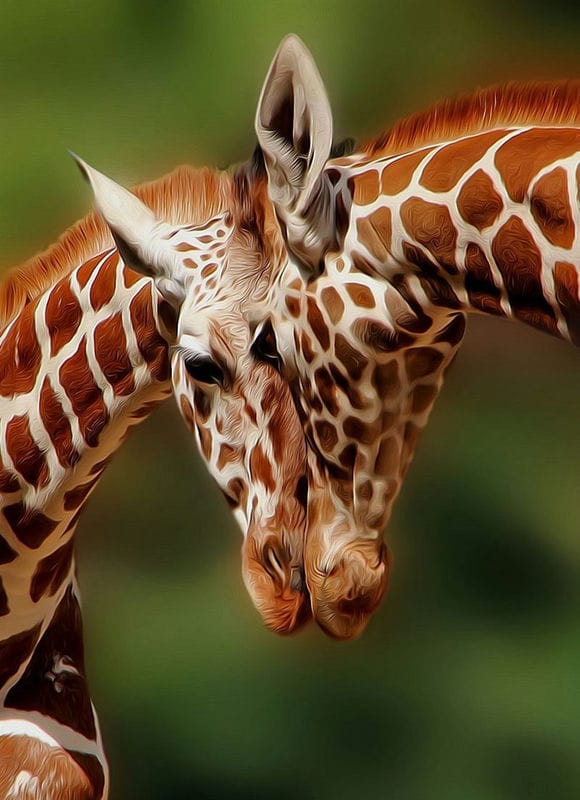 Жирафы - красивые картинки (100 фото) #48