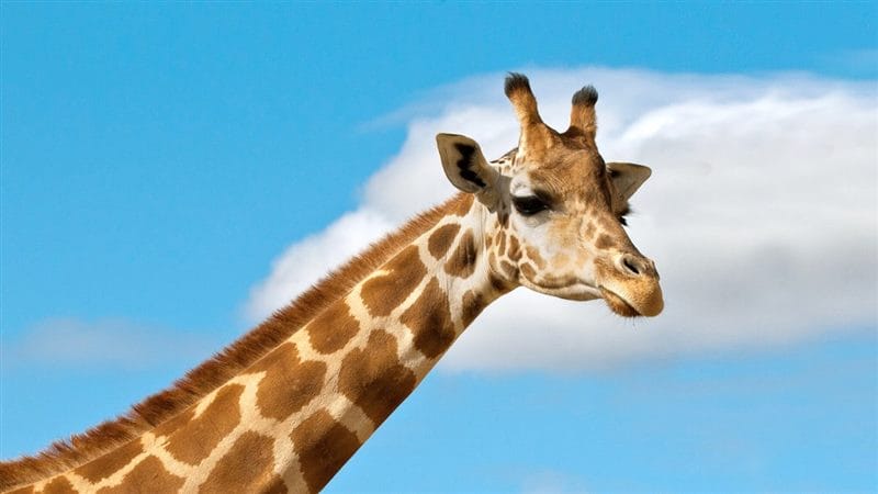 Жирафы - красивые картинки (100 фото) #85