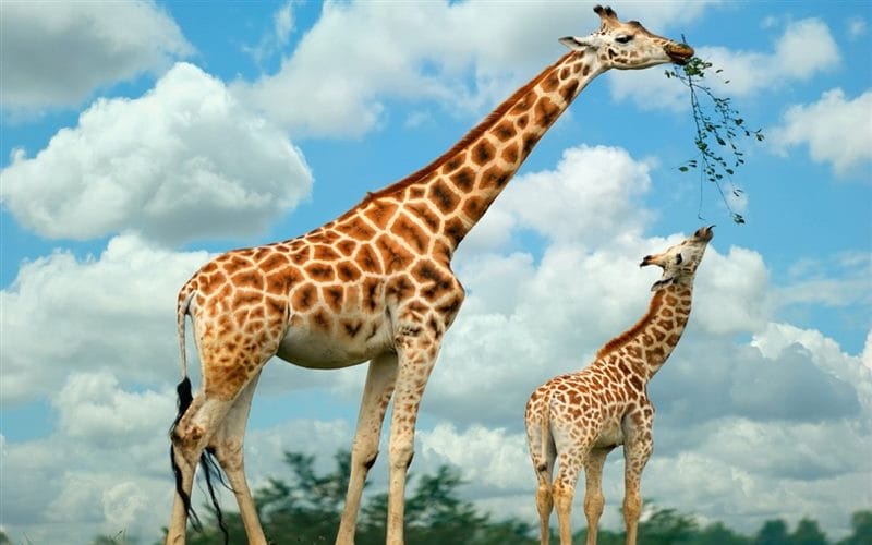 Жирафы - красивые картинки (100 фото) #73
