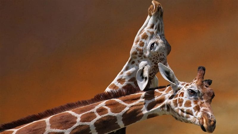 Жирафы - красивые картинки (100 фото) #84