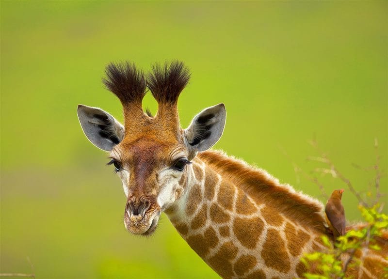 Жирафы - красивые картинки (100 фото) #66