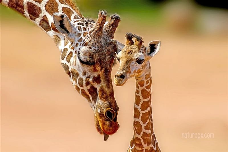 Жирафы - красивые картинки (100 фото) #70