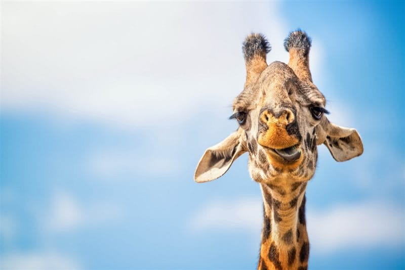 Жирафы - красивые картинки (100 фото) #89