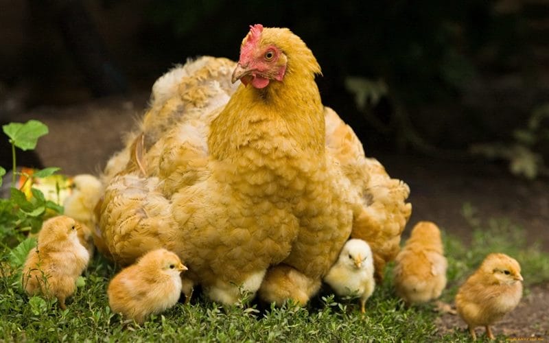 Курицы - красивые картинки (100 фото) #87