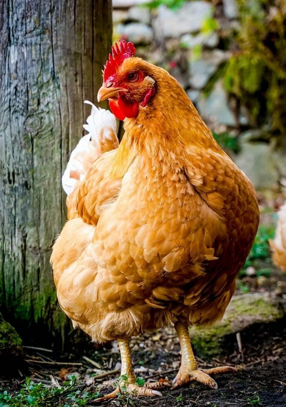 Курицы - красивые картинки (100 фото) #43