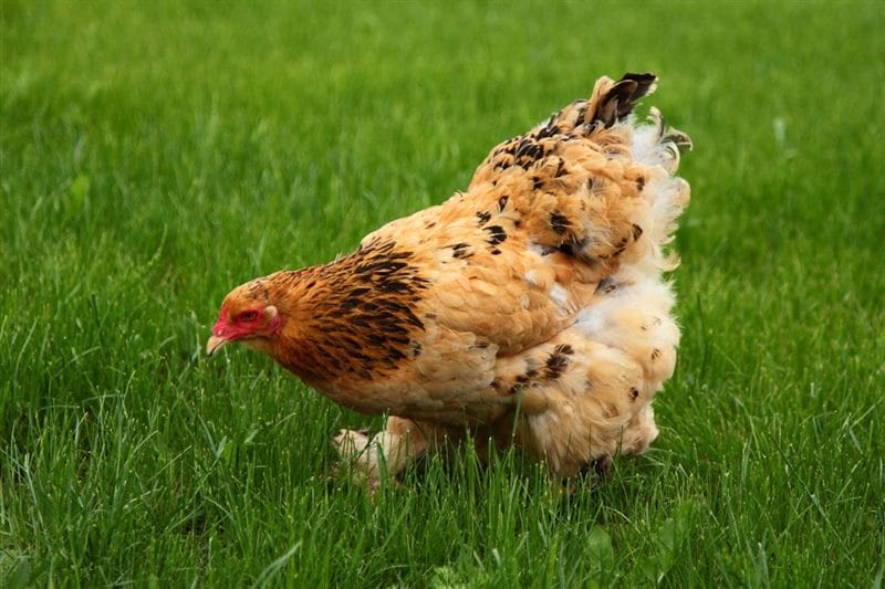 Курицы - красивые картинки (100 фото) #66