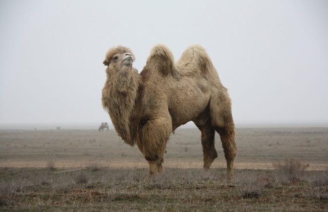 Верблюды - красивые картинки (100 фото) #23