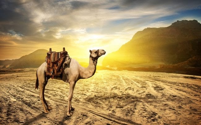 Верблюды - красивые картинки (100 фото) #16