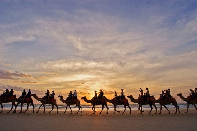 Верблюды - красивые картинки (100 фото) #30