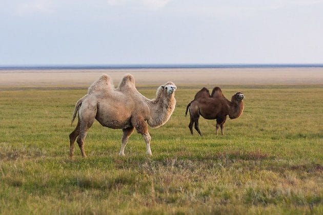 Верблюды - красивые картинки (100 фото) #14