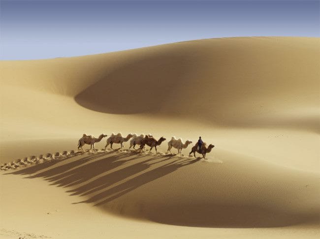 Верблюды - красивые картинки (100 фото) #20