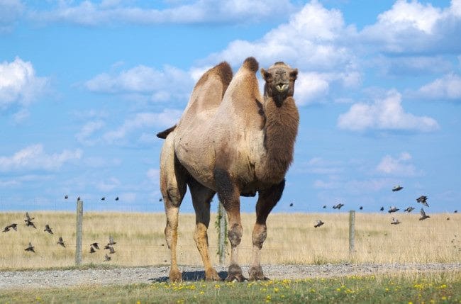 Верблюды - красивые картинки (100 фото) #24