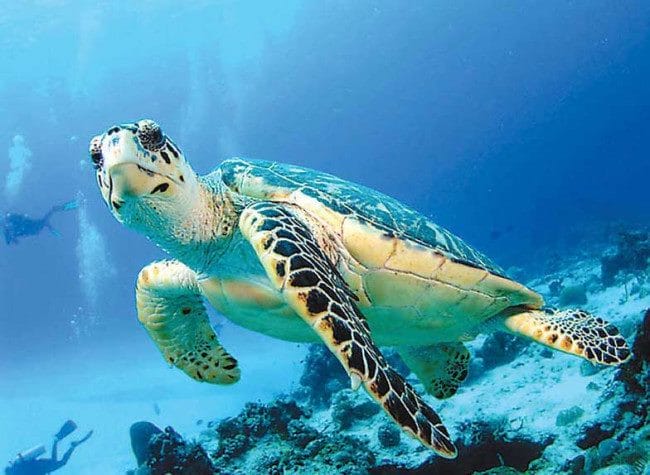 Черепахи - красивые картинки (100 фото) #3