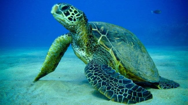 Черепахи - красивые картинки (100 фото) #10