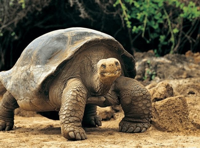 Черепахи - красивые картинки (100 фото) #8