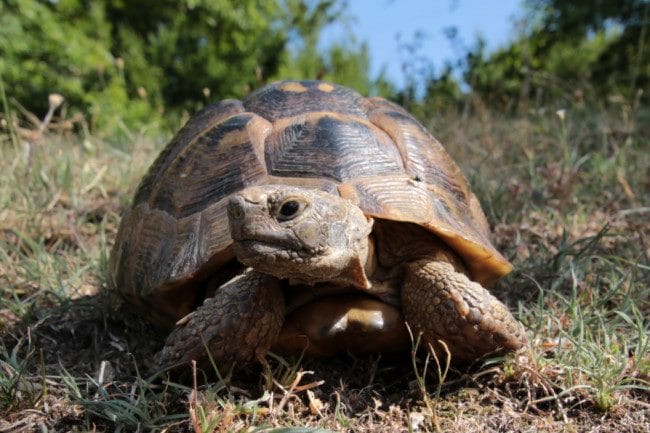Черепахи - красивые картинки (100 фото) #37