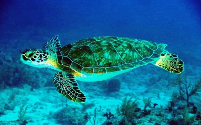 Черепахи - красивые картинки (100 фото) #36
