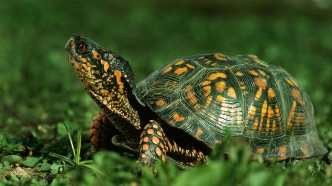 Черепахи - красивые картинки (100 фото) #18