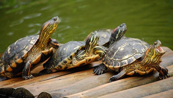 Черепахи - красивые картинки (100 фото) #16