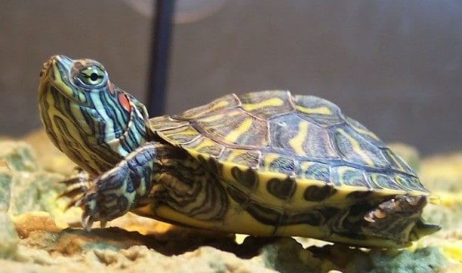 Черепахи - красивые картинки (100 фото) #20
