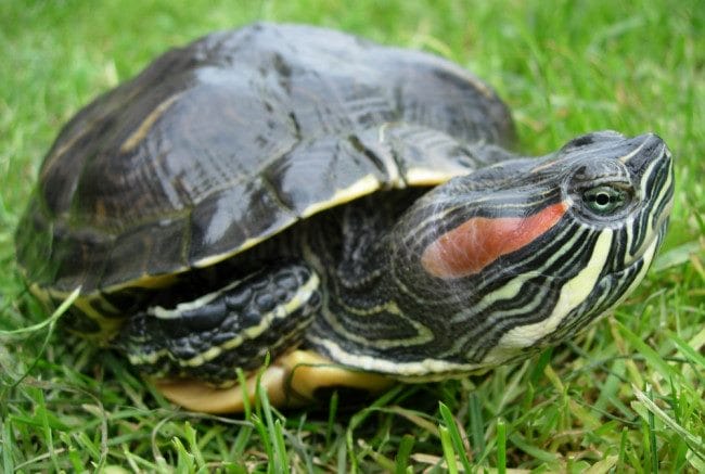 Черепахи - красивые картинки (100 фото) #30