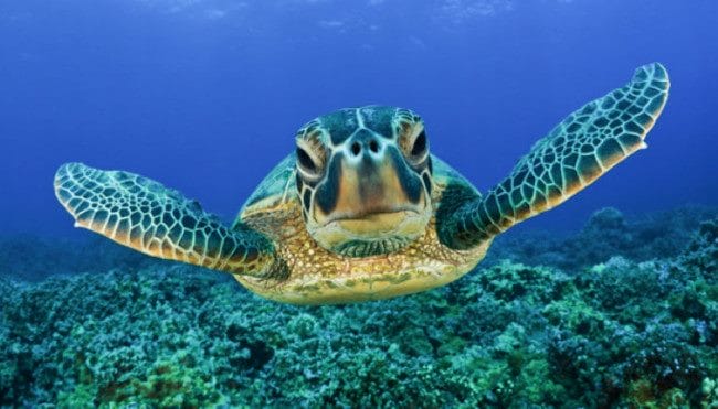 Черепахи - красивые картинки (100 фото) #38