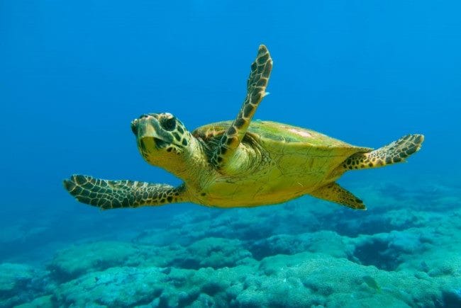 Черепахи - красивые картинки (100 фото) #100