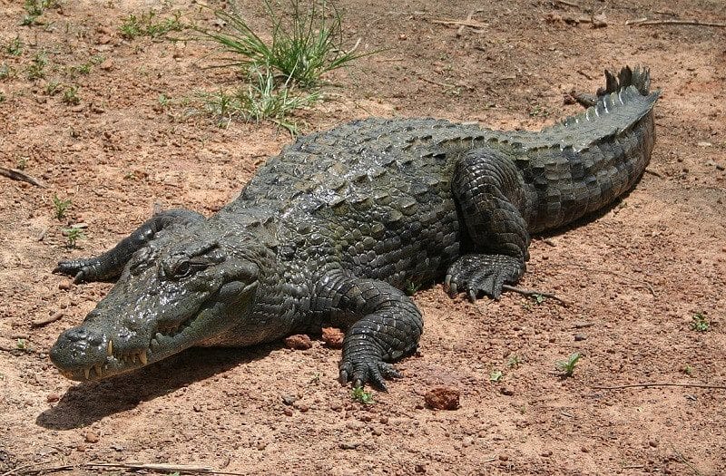 Крокодилы - красивые картинки (100 фото) #1