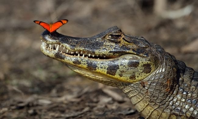 Крокодилы - красивые картинки (100 фото) #7