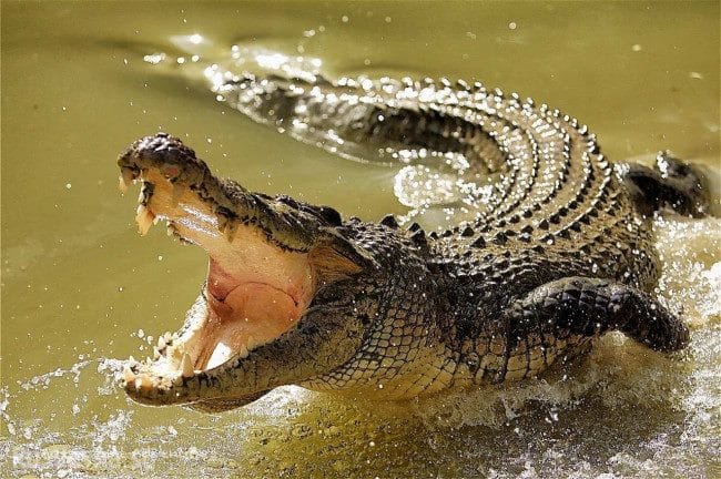 Крокодилы - красивые картинки (100 фото) #3