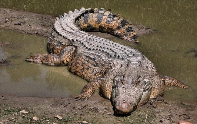 Крокодилы - красивые картинки (100 фото) #8