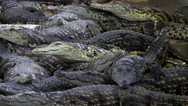 Крокодилы - красивые картинки (100 фото) #13