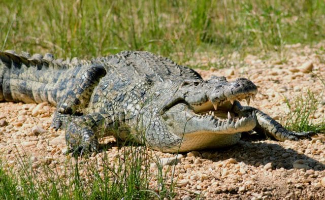 Крокодилы - красивые картинки (100 фото) #20