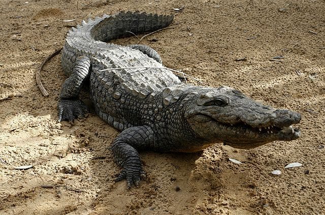 Крокодилы - красивые картинки (100 фото) #12