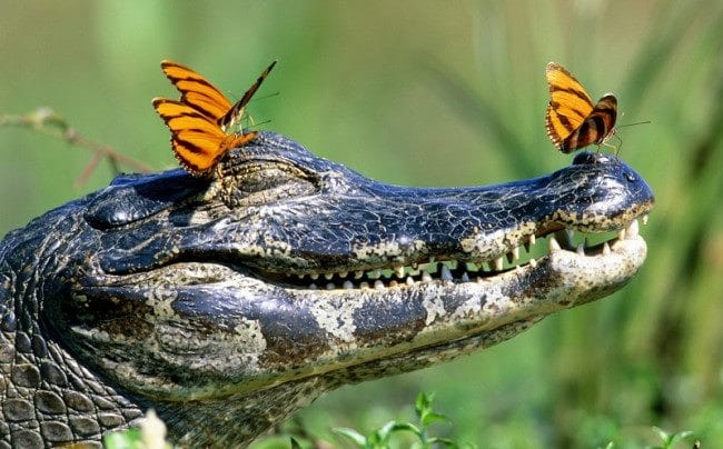 Крокодилы - красивые картинки (100 фото) #18