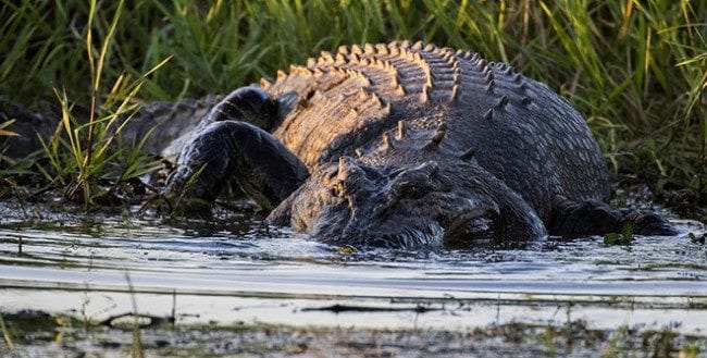 Крокодилы - красивые картинки (100 фото) #29